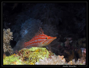 poisson faucon à long nez au Elphinstone by André Bruchez 